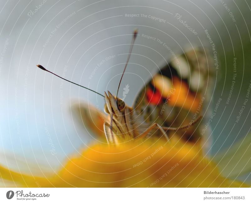 Winged creature Colour photo Exterior shot Macro (Extreme close-up) Copy Space left Neutral Background Day Light Shadow Reflection Light (Natural Phenomenon)