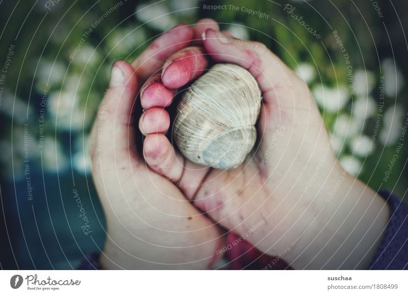 children's hands III Child Hand Fingers Dirty adventurous Discover Touch look Experience To hold on Protect Snail Snail shell at home Inhabited Infancy