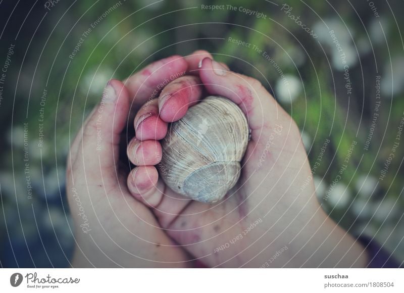 children's hands IV Child Hand Fingers Dirty adventurous Discover Touch look Wary Experience To hold on Snail Snail shell at home Inhabited Infancy