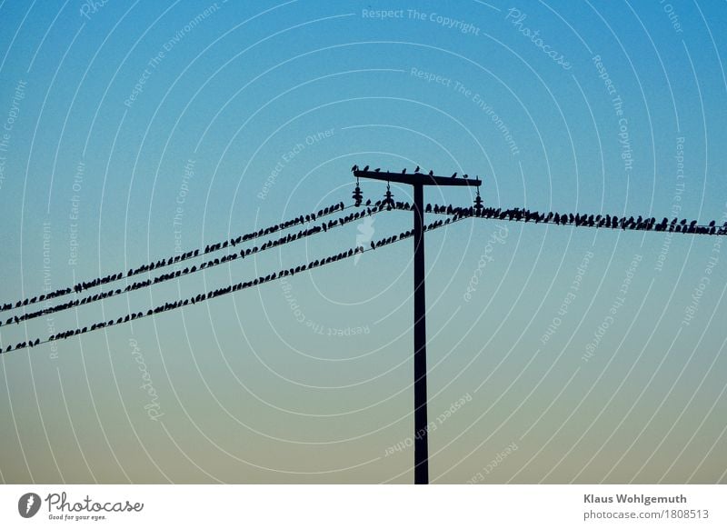 invasion Energy industry Environment Nature Animal Cloudless sky Autumn Hunting Blind Bird Starling Flock Flying Wait Threat Brown Black Turquoise