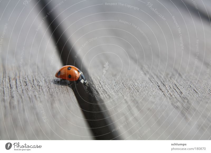 wood-way Colour photo Exterior shot Close-up Day Nature Animal Beetle 1 Wood Movement Crawl Determination Diligent Moody