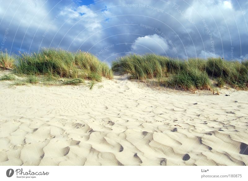 I want to go back to the North Sea. Vacation & Travel Beach Ocean Environment Nature Sand Clouds Wind Grass Marram grass Beach dune Relaxation Land Feature