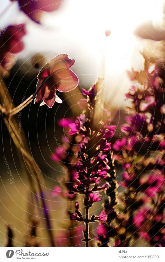 a last summer farewell greeting Colour photo Multicoloured Close-up Deserted Day Evening Light Shadow Contrast Silhouette Reflection Light (Natural Phenomenon)