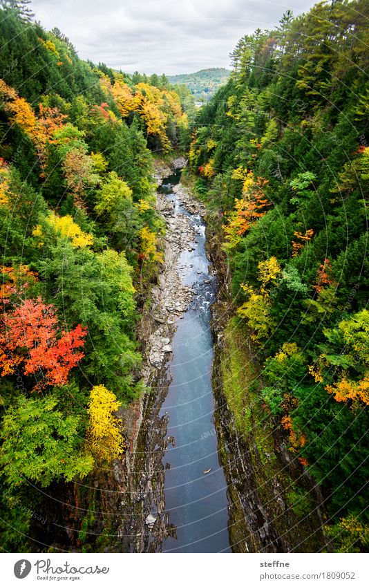 Foliage I Nature Landscape Plant Autumn Beautiful weather Tree Canyon River Esthetic USA New England Vermont Colouring Deciduous forest folio Maple tree