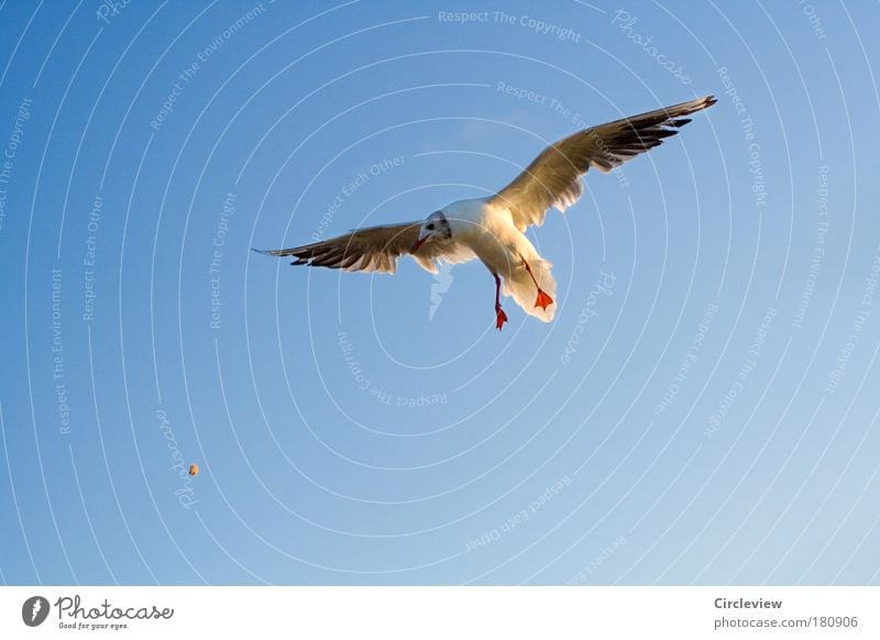 For food have to buckle Colour photo Exterior shot Neutral Background Day Sunlight Bird's-eye view Animal portrait Nutrition Feeding Throw Flying Environment