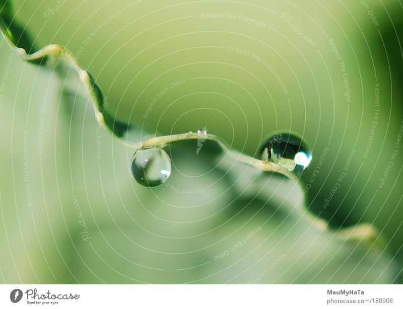 Drops Colour photo Close-up Detail Macro (Extreme close-up) Deserted Morning Light Nature Plant Elements Water Drops of water Sun Summer Autumn Park Art