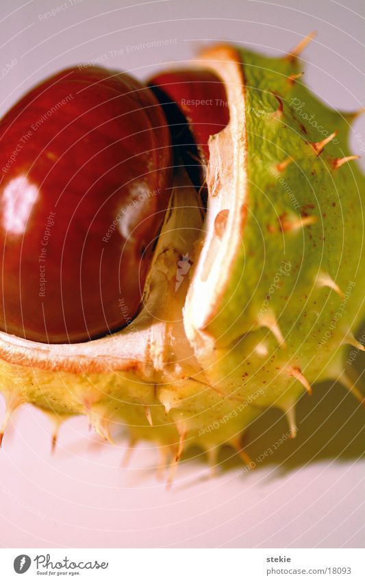 chestnut Brown Green Near Autumn Chestnut tree Thorn Depart Macro (Extreme close-up) Horse chestnut Inedible prick