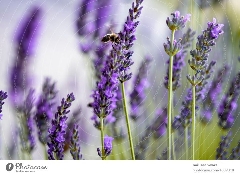 lavender field Summer Environment Nature Landscape Plant Flower Bushes Blossom Bee 1 Animal Blossoming Faded Growth Fragrance Simple Uniqueness Natural Green