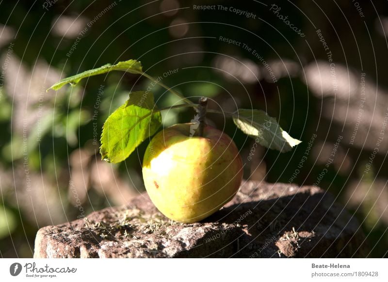 The apple falls Food Apple Nutrition Organic produce Vegetarian diet Lifestyle Healthy Eating Thanksgiving Agriculture Forestry Nature Garden Stone To fall