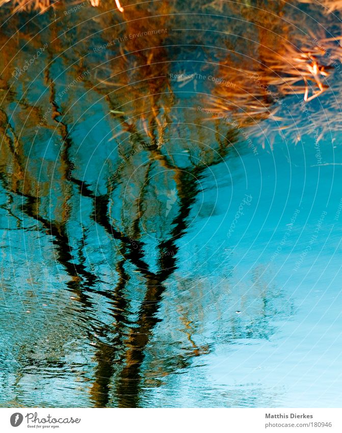 tree Tree Water River Reflection Branch Blur Unclear River bank Escarpment Surrealism False Nature Impression Real estate Rural Body of water Splashing Wind