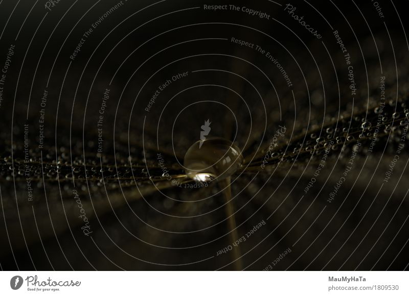 Dandelion Nature Plant Elements Air Water Drops of water Summer Autumn Climate Bad weather Rain Grass Moss Garden Park Field Forest Spring fever Euphoria