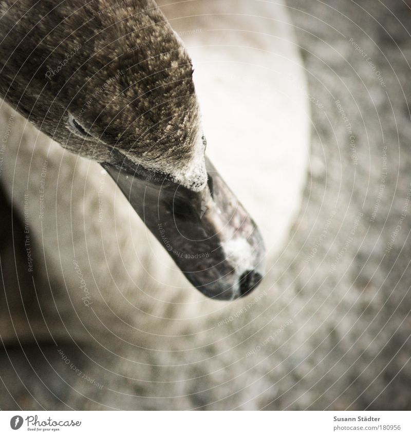 ugly duckling Subdued colour Exterior shot Detail Deserted Copy Space right Copy Space top Copy Space bottom Twilight Shallow depth of field Bird's-eye view