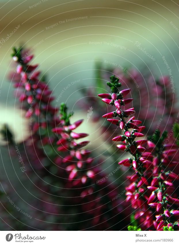 Frenzy (for Red Man) Colour photo Multicoloured Exterior shot Close-up Detail Macro (Extreme close-up) Deserted Copy Space top Light Shallow depth of field