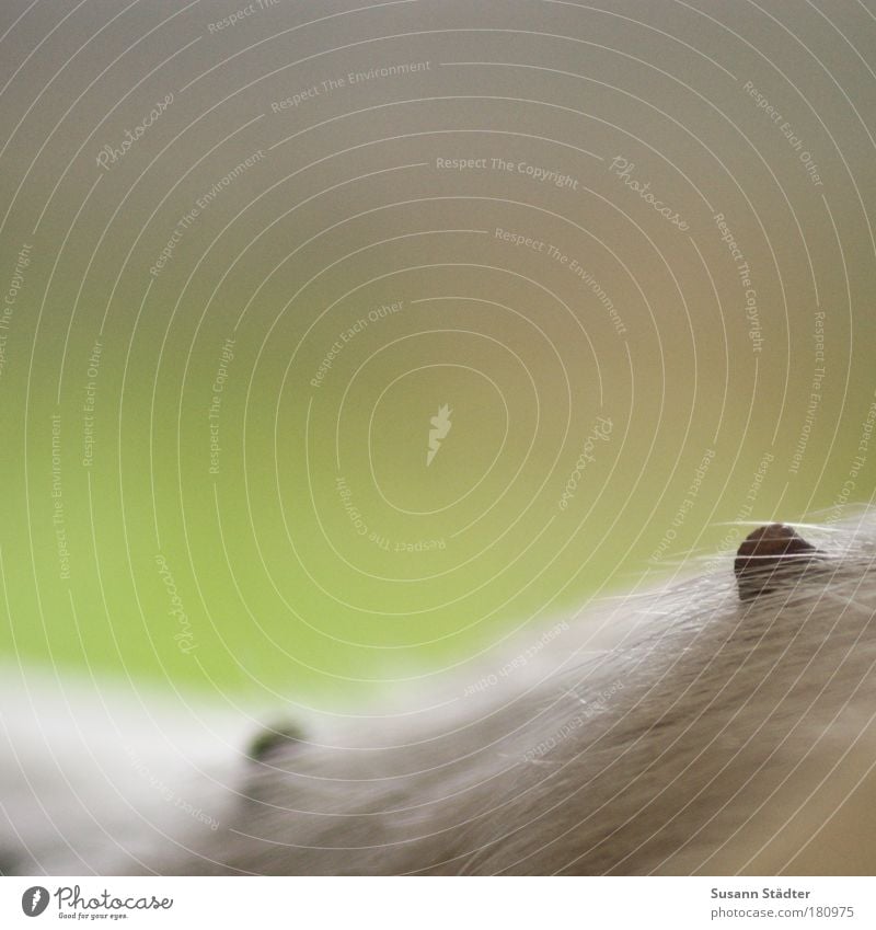 nipple gate Colour photo Exterior shot Close-up Detail Deserted Copy Space left Copy Space top Light Dog Baby animal Esthetic Teat Bright background