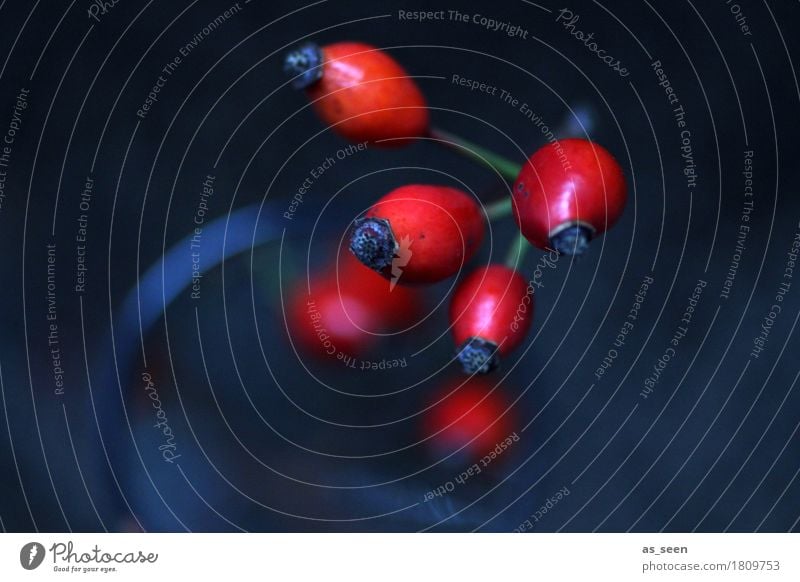 Red Fruits Style Design Calm Meditation Hallowe'en Nature Plant Autumn Bushes Rose hip Berries Decoration Bouquet Twig Illuminate Stand Dark Simple Black