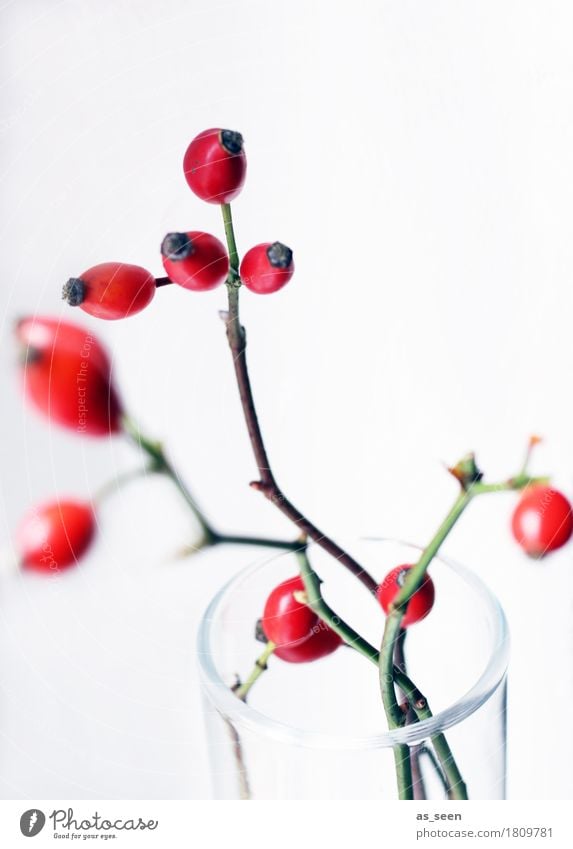 rosehip twigs Lifestyle Style Design Harmonious Flat (apartment) Decoration Environment Nature Autumn Plant Rose hip Berries Fruit Vase Vessel Glass Movement