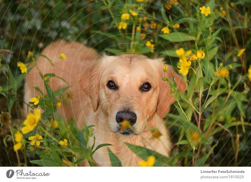 saucer eyes Nature Animal Pet Dog Animal face 1 Looking Love of animals Golden Retriever Flower Colour photo Exterior shot Evening Animal portrait