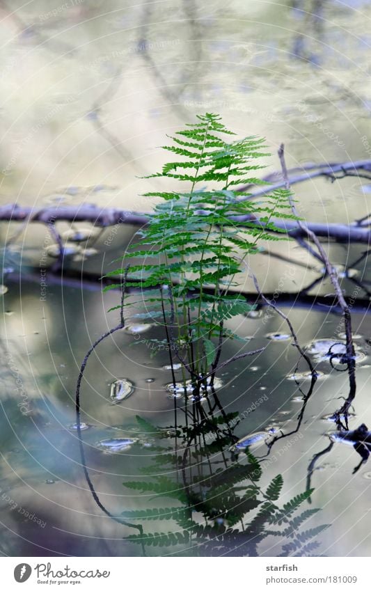 Mirror, mirror... Colour photo Subdued colour Exterior shot Close-up Detail Dawn Day Twilight Light Shadow Silhouette Reflection Shallow depth of field