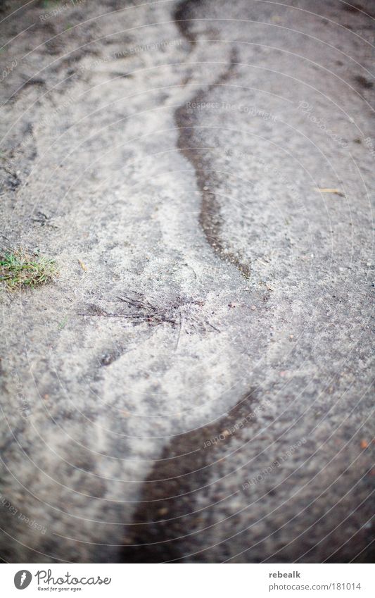 windswept Colour photo Subdued colour Exterior shot Close-up Detail Structures and shapes Deserted Copy Space top Copy Space bottom Blur Shallow depth of field