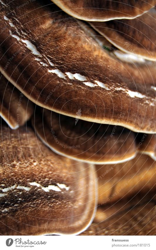 xylobiont Colour photo Exterior shot Deserted Day Blur Animal Brown Mushroom Tree fungus Close-up Macro (Extreme close-up) Detail Nature Natural Growth