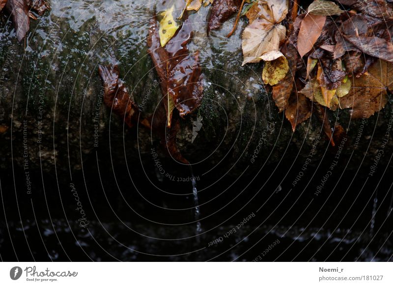 departure Colour photo Exterior shot Day Nature Water Autumn Rain Leaf Stone Fluid Wet Red Patient