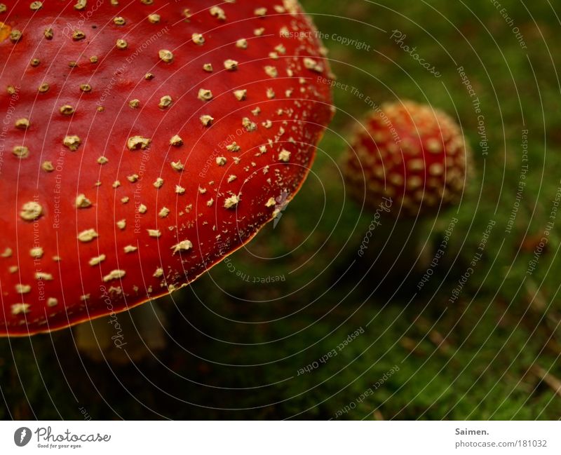 bite off and fly ... Environment Nature Plant Autumn Mushroom Amanita mushroom Dangerous Red Green Complementary colour Poison Moss Woodground Spotted Point