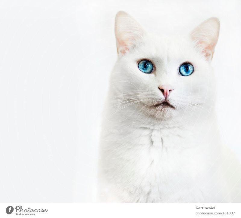 Samira Animal Pet Cat Animal face Pelt Snout Domestic cat Whisker Eyes Elegant Beautiful Blue White Noble Majestic Bright Brilliant Cat eyes Cat's head