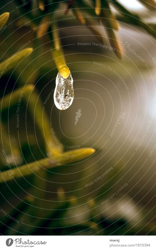 Frozen during hanging Ice Frost Plant Fir needle Ice droplets Hang Illuminate Simple Elegant Natural Gloomy air pockets Bizarre needle tip Colour photo