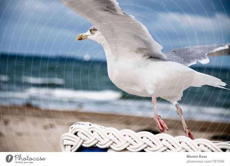 BirdPerspective Horizon Summer Autumn Coast Beach North Sea Baltic Sea Ocean Animal Seagull 1 Beach chair Detail Flying To feed Esthetic Near Feet Claw Wing