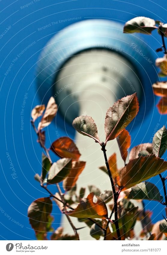 Autumn prospects II Tourism Sightseeing Rheinturm Television tower Cloudless sky Tree Bushes Leaf Duesseldorf Germany Old town Places Manmade structures