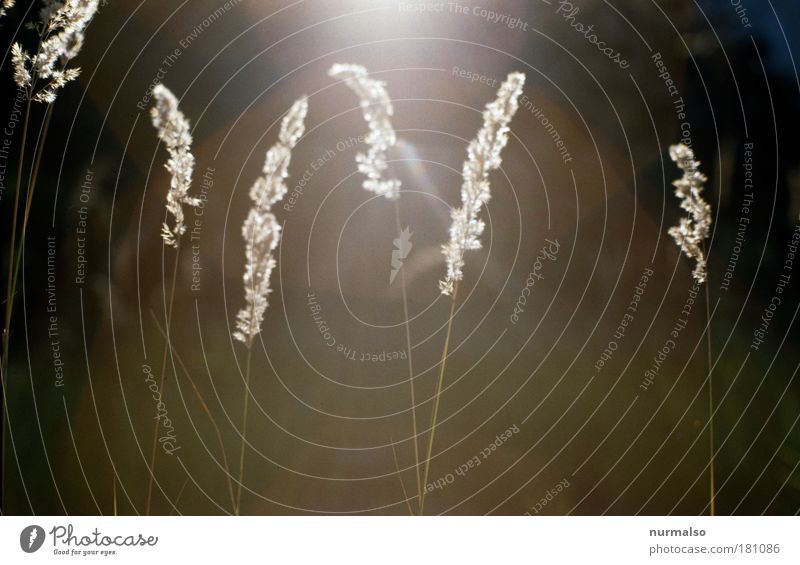 for the morning ! Colour photo Detail Morning Light Elegant Style Leisure and hobbies Art Nature Plant Sunlight Summer Grass Blade of grass Seed head Meadow