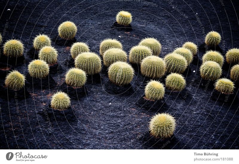 cactus landscape Colour photo Multicoloured Exterior shot Deserted Copy Space top Copy Space bottom Day Wide angle Nature Plant Earth Cactus Wild plant Rock