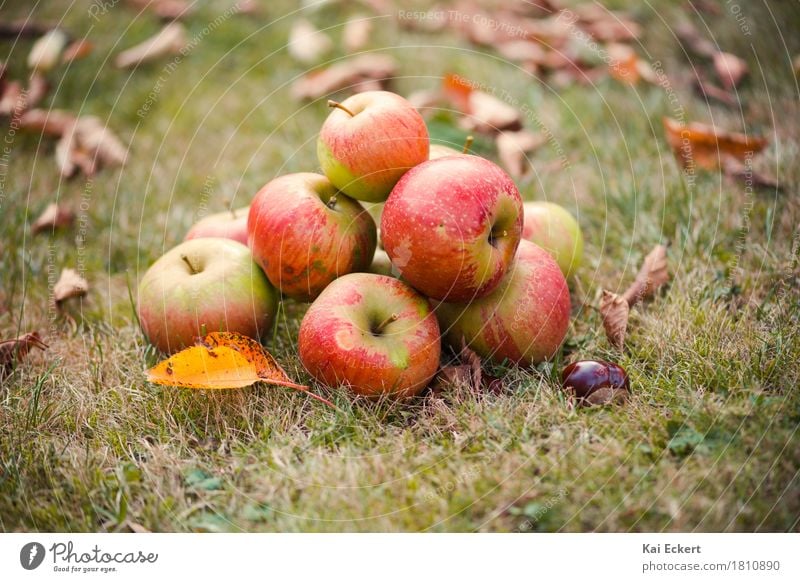 Apples, autumn, chestnuts II Fruit Nature Leaf Round Warmth Brown Yellow Green Red Contentment Safety (feeling of) Relaxation Colour Peace Happy photocase