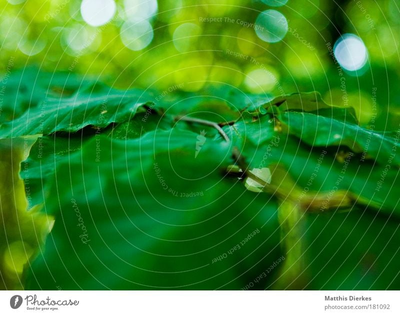 leaves Colour photo Exterior shot Close-up Macro (Extreme close-up) Experimental Abstract Structures and shapes Copy Space top Day Blur Shallow depth of field