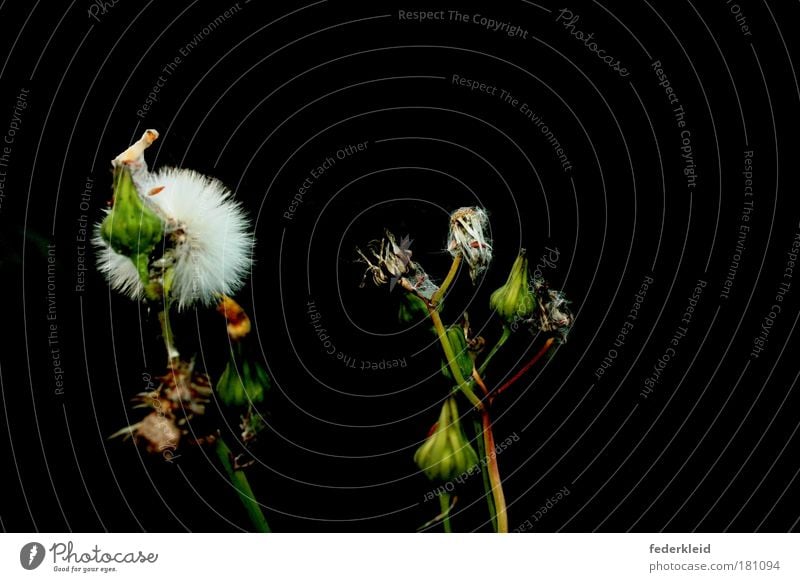 withered beauty Colour photo Exterior shot Close-up Neutral Background Night Flash photo Central perspective Environment Nature Plant Autumn Flower Blossom