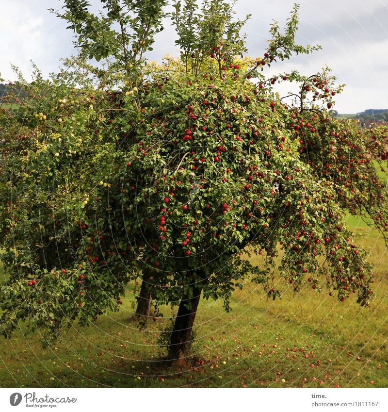 Great climate | Fullhouse Landscape Clouds Autumn Beautiful weather Plant Tree Apple tree Harvest Meadow Exceptional Gigantic Large Delicious Natural Rich Juicy