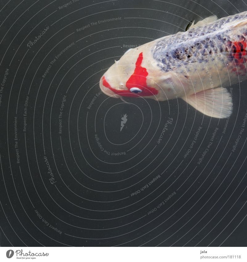 Nishikigoi Colour photo Exterior shot Copy Space bottom Day Light Animal portrait Forward Water Pond Lake Fish Fat Koi Carp White Red Swimming & Bathing