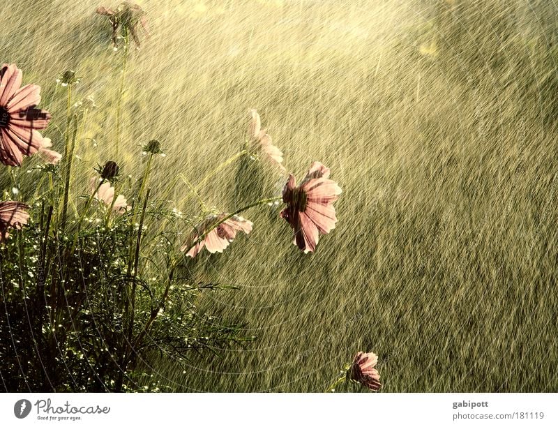 the colour of summer Colour photo Subdued colour Exterior shot Close-up Deserted Day Twilight Contrast Reflection Sunlight Sunbeam Back-light Nature Plant