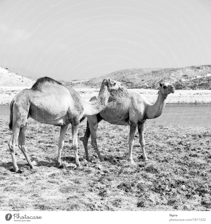 free dromedary near the sea Eating Vacation & Travel Tourism Safari Nature Plant Animal Sand Sky Lake Hot Wild Brown Gray Black White Asia Arabia arid Beast