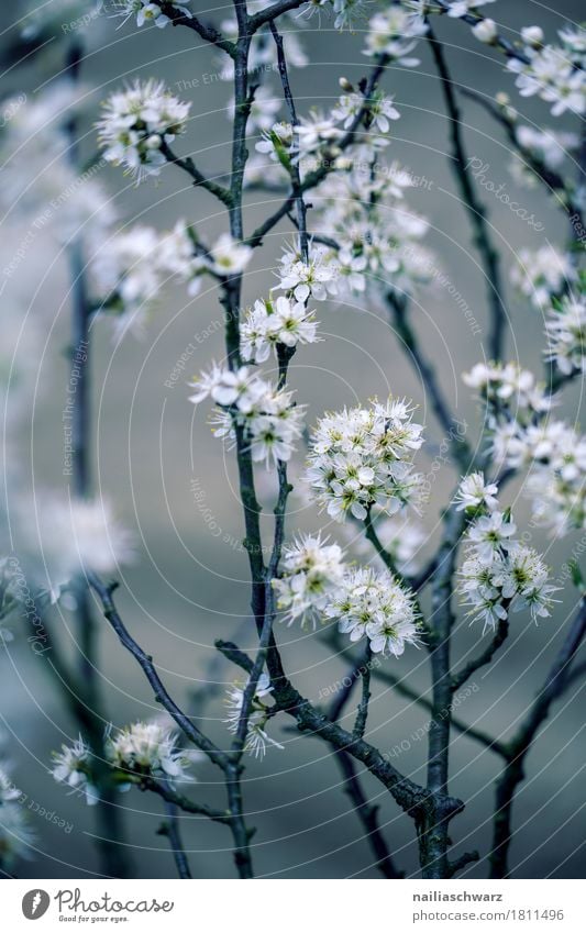 spring Environment Nature Plant Spring Tree Flower Blossom Foliage plant Agricultural crop Wild plant Branch Garden Park Meadow Blossoming Jump Faded Growth