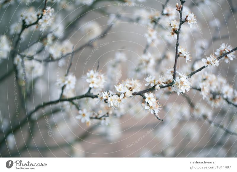 spring Nature Plant Spring Beautiful weather Tree Blossom Apple Apple tree Garden Park Meadow Blossoming Fragrance Jump Growth Natural Gray White Spring fever