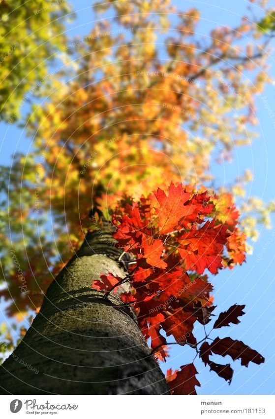 Autumn fire I Colour photo Multicoloured Exterior shot Pattern Structures and shapes Copy Space top Day Sunlight Central perspective Nature Sky