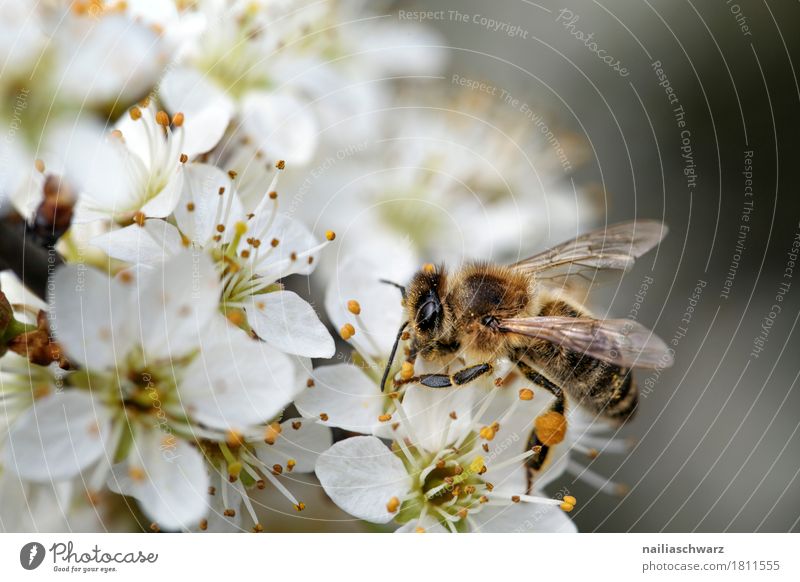 spring Environment Nature Plant Animal Spring Summer Tree Blossom Foliage plant Agricultural crop Cherry Cherry blossom Garden Park Bee Insect 1