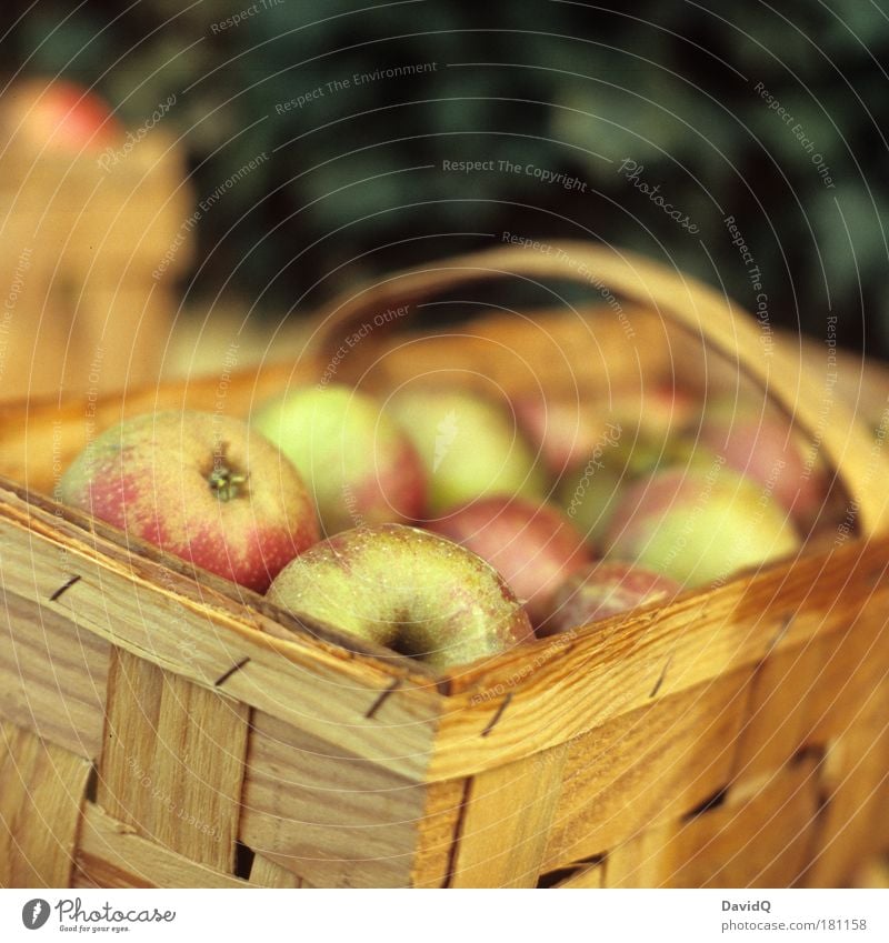 apples Colour photo Exterior shot Copy Space top Neutral Background Day Shallow depth of field Food Fruit Apple Nutrition Feeding To enjoy Healthy Delicious Wet