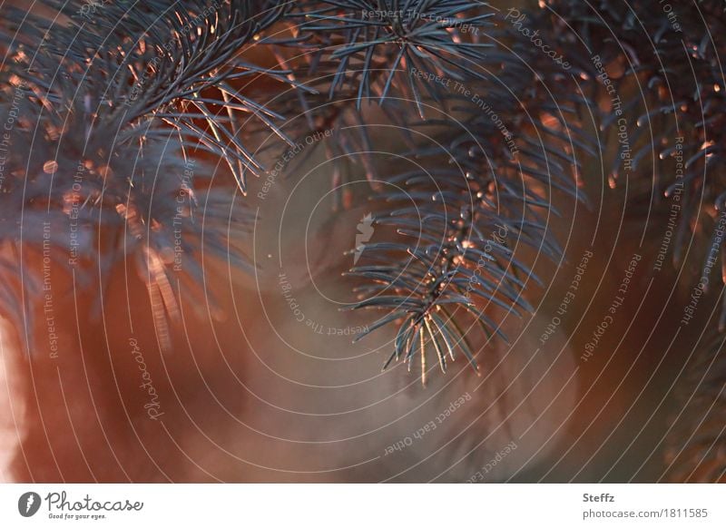 Pine branches in the beautiful afternoon light Jawbone Spruce pine branches Pine needle Fir needle conifer branch Twig Forest Domestic needle leaf Fragrance