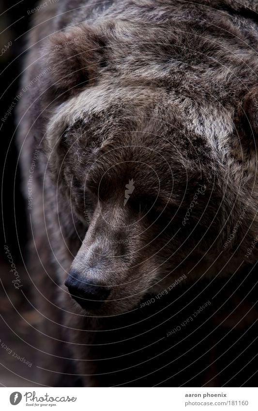 brown bear Colour photo Subdued colour Exterior shot Close-up Detail Deserted Copy Space top Copy Space bottom Neutral Background Day Sunlight