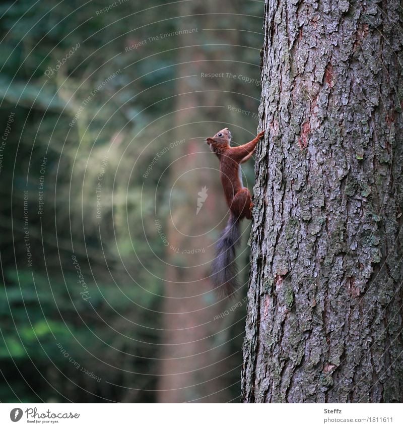 Squirrel runs up quickly Tree Tree trunk Tree bark Wild animal Forest trees summer forest forest bath Upward perpendicular balancing act balance Balance