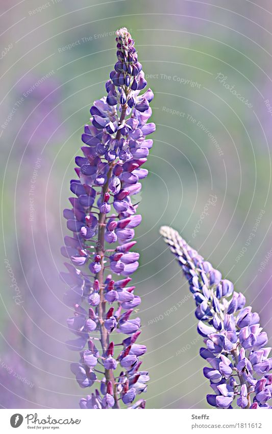 flowering lupins Lupines lupinus luvina lupus Lupin blossom sunny rustic garden plant Purple flowers purple flowers naturally Violet Summerflower wild plants