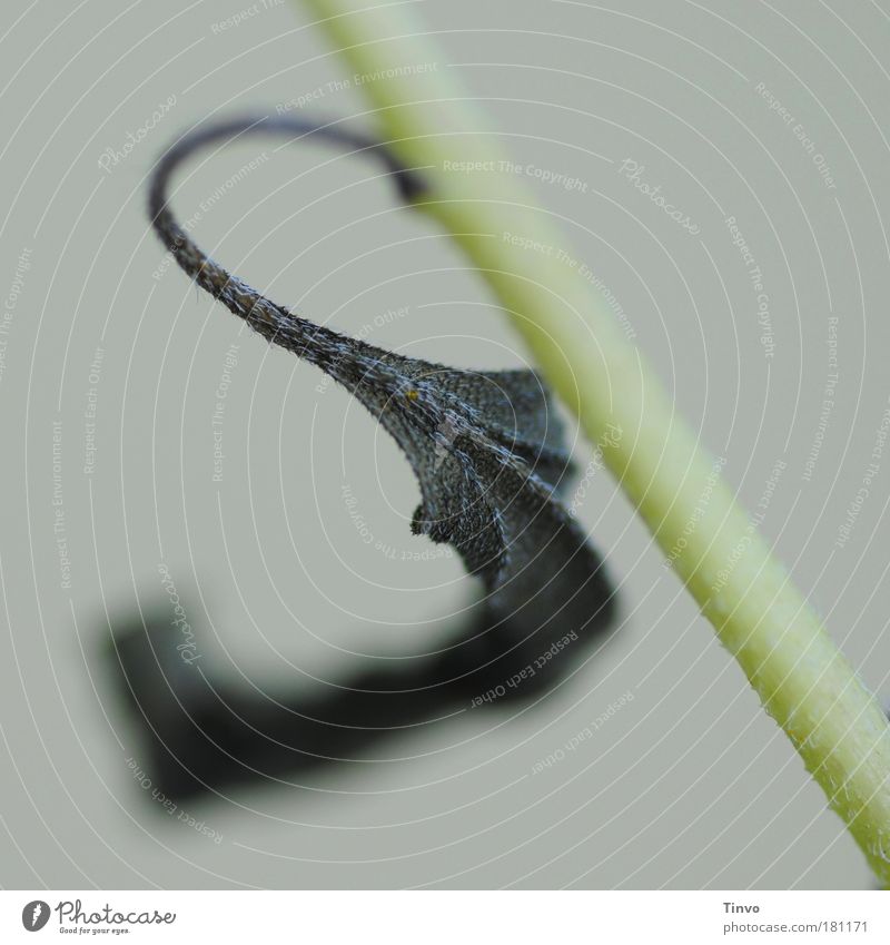 S Colour photo Exterior shot Macro (Extreme close-up) Day Contrast Shallow depth of field Nature Plant Autumn Drought Leaf Hang Dark Gloomy Dry Pain Decline