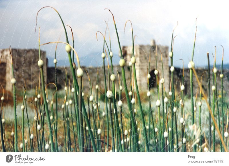 ruin Ruin Southern Europe Plant Castle